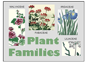 Plant Families Blog
